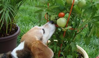 狗可以吃南瓜吗 狗能吃小番茄吗